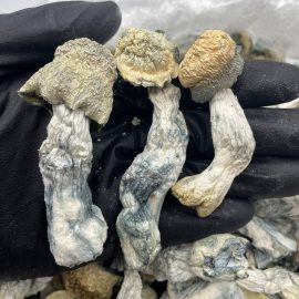 Albino Penis Envy Shrooms
