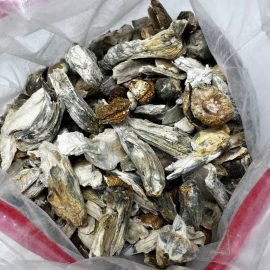 Hillbilly Shrooms