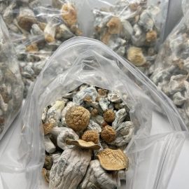Penis Envy Shrooms